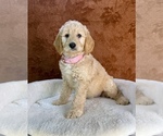Small #8 Goldendoodle