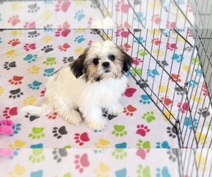 Shih Tzu Puppy for Sale in ORO VALLEY, Arizona USA