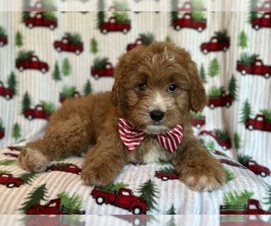 Cavapoo Puppy for sale in LAKELAND, FL, USA