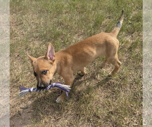 Bud - Male German Shepherd Dog-Unknown Mix Dog for Adoption - Photo #2