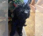 Puppy 3 Aussiedoodle-Goldendoodle Mix