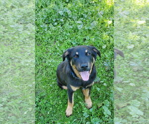 Shepradors Dogs for adoption in Fresno, CA, USA