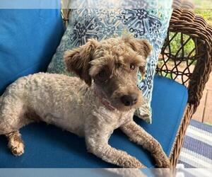 Medium Poodle (Toy) Mix