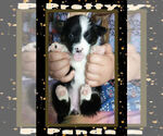 Small Photo #25 Pembroke Welsh Corgi Puppy For Sale in LOGAN, NM, USA