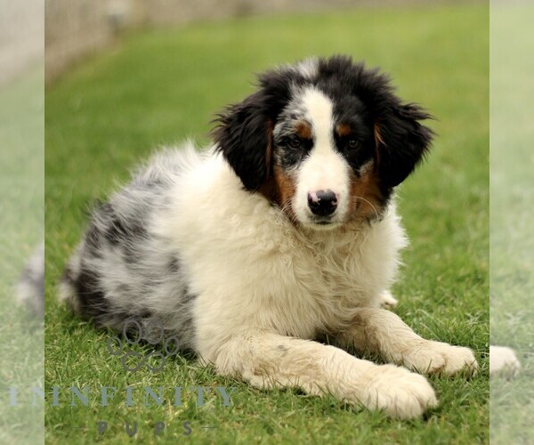 Medium Photo #1 Australian Shepherd Puppy For Sale in LANCASTER, PA, USA