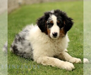Australian Shepherd Puppy for sale in LANCASTER, PA, USA