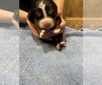 Small Photo #10 Bernese Mountain Dog Puppy For Sale in FRANKTOWN, CO, USA