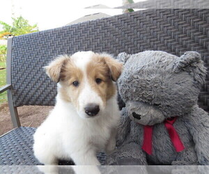 Collie Puppy for sale in PALM BAY, FL, USA