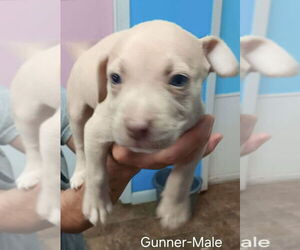 American Pit Bull Terrier-American Staffordshire Terrier Mix Dogs for adoption in Wenonah, NJ, USA