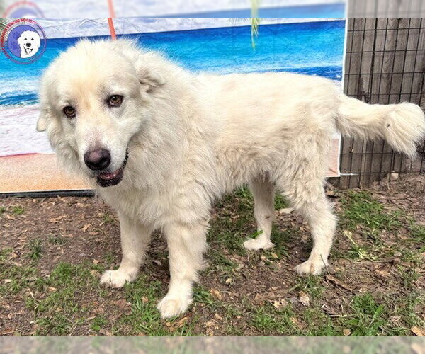 Medium Photo #3 Great Pyrenees Puppy For Sale in Spring, TX, USA