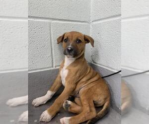 Lab-Rat Terrier Dogs for adoption in Corpus Christi, TX, USA