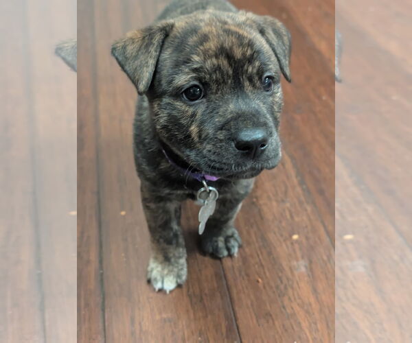 Medium Photo #4 American Staffordshire Terrier-Unknown Mix Puppy For Sale in Holly Springs, NC, USA