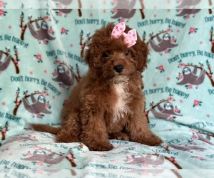 Cavapoo Puppy for sale in LAKELAND, FL, USA
