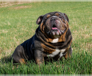 Father of the English Bulldog puppies born on 11/21/2025