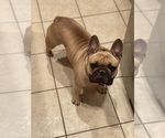 Small Photo #1 French Bulldog Puppy For Sale in SACRAMENTO, CA, USA