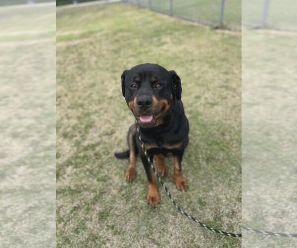 Medium Photo #4 Rottweiler Puppy For Sale in McKinney, TX, USA