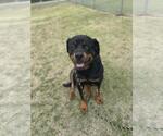 Small #3 Rottweiler