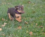 Small Photo #7 Jack Russell Terrier Puppy For Sale in BRUCE, SD, USA
