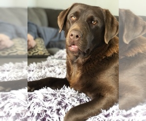 Mother of the Labrador Retriever puppies born on 05/28/2025