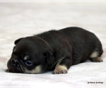 Small #7 French Bulldog