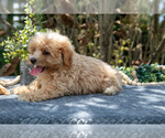 Small #2 Cavapoo
