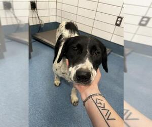 German Shorthaired Pointer-Unknown Mix Dogs for adoption in Pearland, TX, USA