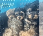 Small #2 Yorkipoo