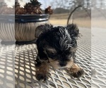 Small #13 Morkie