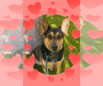 Small Australian Shepherd-German Shepherd Dog Mix