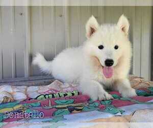 Medium Siberian Husky