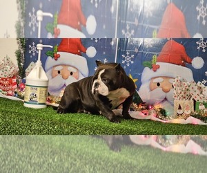 American Bully Puppy for sale in CHESAPEAKE, VA, USA