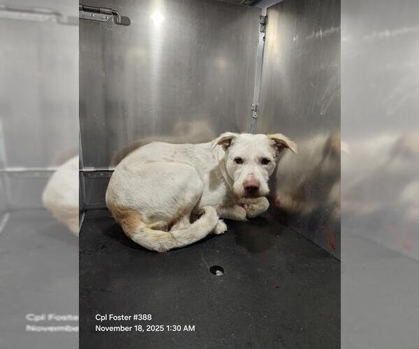 Medium Photo #1 Mutt Puppy For Sale in San Antonio, TX, USA