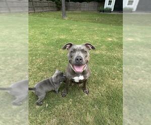Medium American Staffordshire Terrier Mix