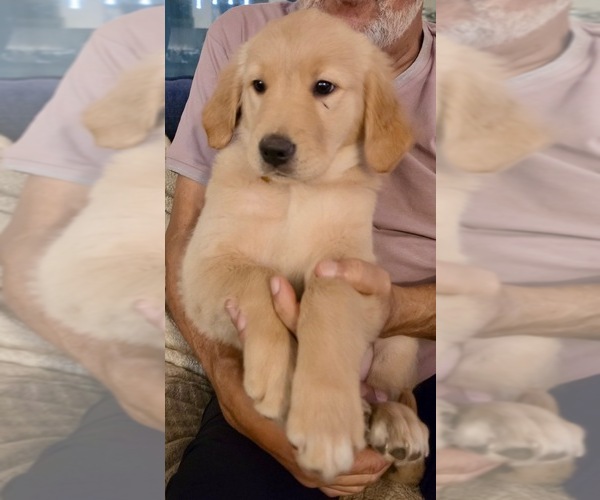 Medium Photo #8 Golden Retriever Puppy For Sale in KISSIMMEE, FL, USA