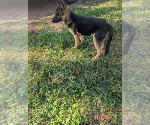 Medium Photo #1 German Shepherd Dog Puppy For Sale in lynchburg, VA, USA