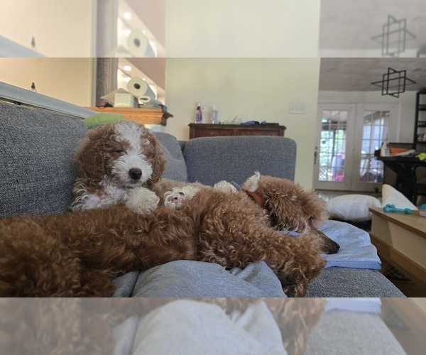 Medium Photo #5 Goldendoodle (Miniature) Puppy For Sale in GLEN BURNIE, MD, USA