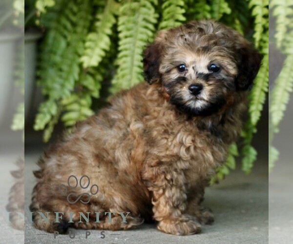 Medium Photo #4 Shih-Poo Puppy For Sale in GORDONVILLE, PA, USA