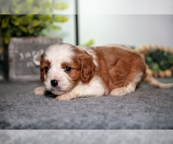 Medium Photo #16 Cavapoo (Miniature) Puppy For Sale in CAMDEN, MI, USA