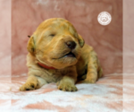 Small Photo #3 Goldendoodle Puppy For Sale in PAULINE, SC, USA