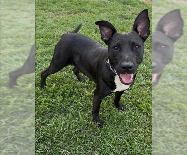 Medium Photo #1 Labrador Retriever-Unknown Mix Puppy For Sale in Conroe, TX, USA