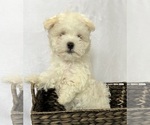 Small Photo #4 Maltese Puppy For Sale in CORNERSVILLE, TN, USA