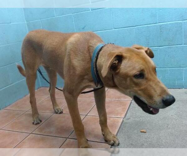 Medium Photo #1 Labrador Retriever-Unknown Mix Puppy For Sale in Downey, CA, USA
