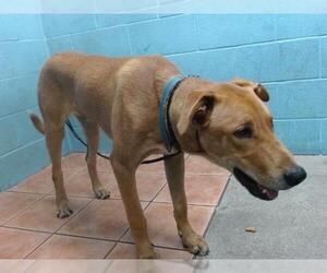 Labrador Retriever-Unknown Mix Dogs for adoption in Downey, CA, USA