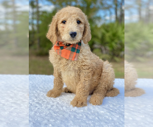 Goldendoodle Puppy for sale in FROSTPROOF, FL, USA