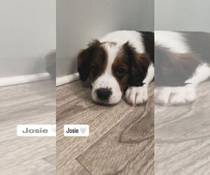 Australian Shepherd-Unknown Mix Dogs for adoption in Jackson Township, NJ, USA