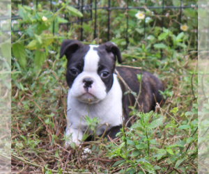 Boston Terrier Puppy for sale in BROOKSVILLE, FL, USA