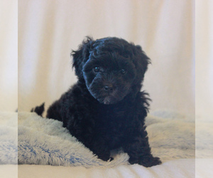 Poodle (Toy)-Yorkshire Terrier Mix Puppy for sale in GAP, PA, USA