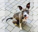 Small #18 American Pit Bull Terrier Mix