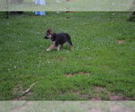 Puppy Vasper German Shepherd Dog