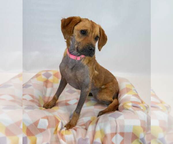 Medium Photo #4 Mutt Puppy For Sale in Kennesaw, GA, USA